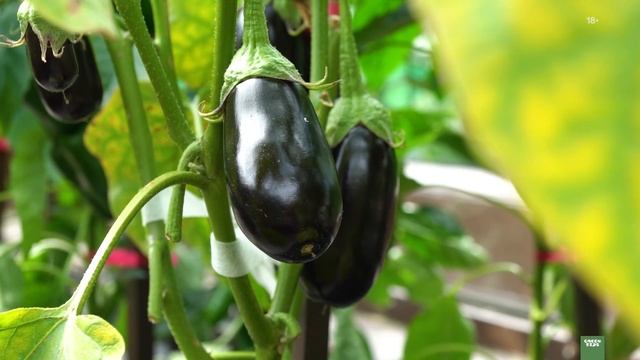 Сад «Лес и огород» смотреть онлайн