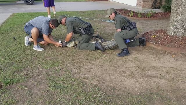 Alligator Caught Trespassing смотреть онлайн