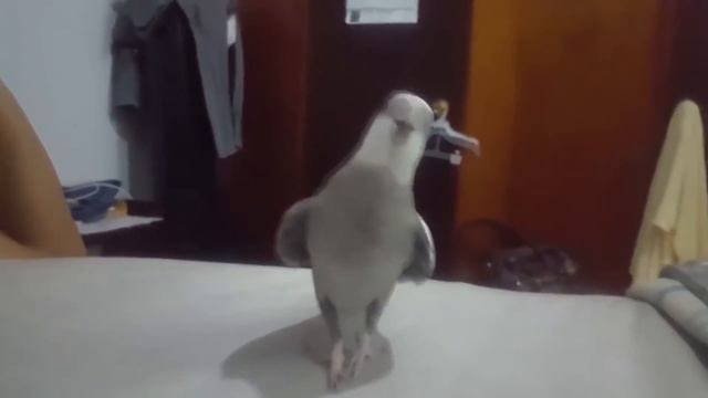 СМЕШНЫЕ ЖИВОТНЫЕ 2020 😺🐶 💲 Лучшие приколы 2020 Кошки Собаки Смешные коты Забавные животные 😺🐶 💲 смотреть онлайн