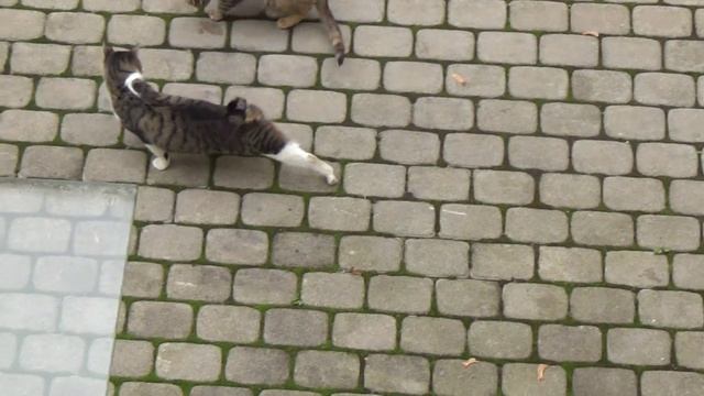кормим рижских котов смотреть онлайн