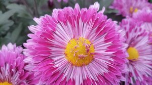 №91 Корейская хризантема ДОЧЬ УЛЫБКИ