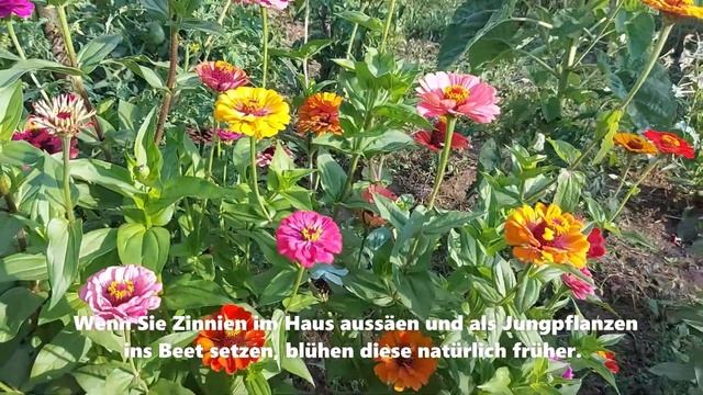 Zinnien selber ziehen смотреть онлайн