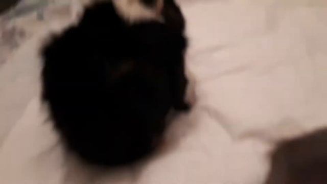 Мистер Димаз моя 2 морская свинка