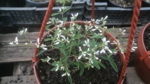 НОВИНОЧКА! Эуфорбия Silver Fog.  Уход и черенкование.