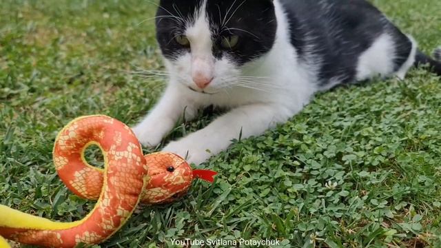 Funniest Animals! Cat and snake! Cat reaction to snake!Reacción del gato a la serpiente! ヘビに対する猫の反応 смотреть онлайн
