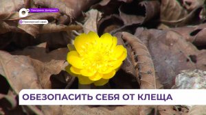 Роспотребнадзор: клещи в Приморье в этом году проснутся раньше обычного