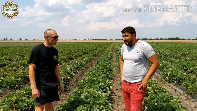 Как вырастить клубнику в каховском районе. В гостях у Германа. смотреть онлайн