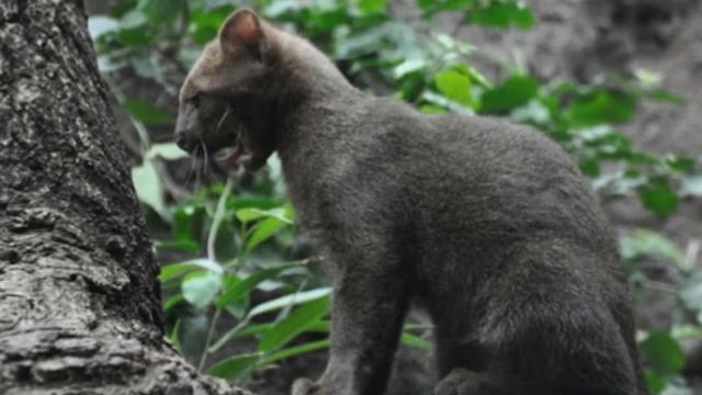 El jaguarundi смотреть онлайн