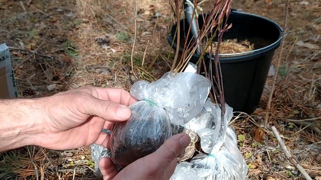 Посылка с саженцами из питомника Сады Урала смотреть онлайн