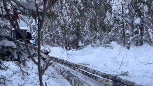 мтз 82 с лебёдкой в лесу