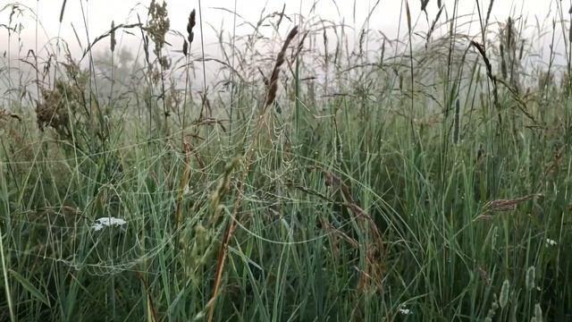 «Вернись домой». Стих смотреть онлайн