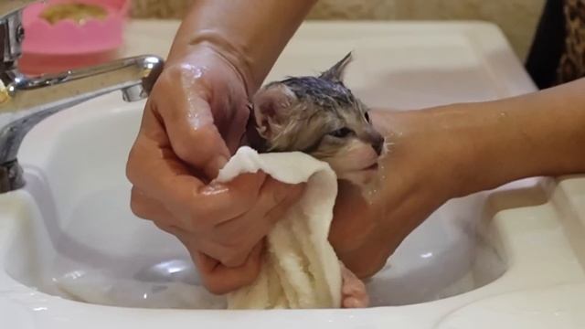 保護子猫を初めてお風呂に入れたら驚きの可愛さでした… смотреть онлайн