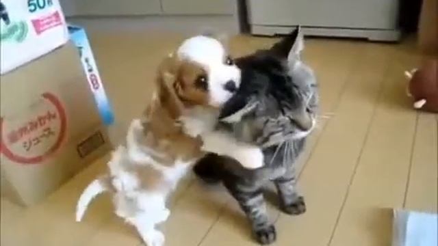 Кошачьи и Собачьи НЕЖНОСТИ! Worlds Most Patient Cat)