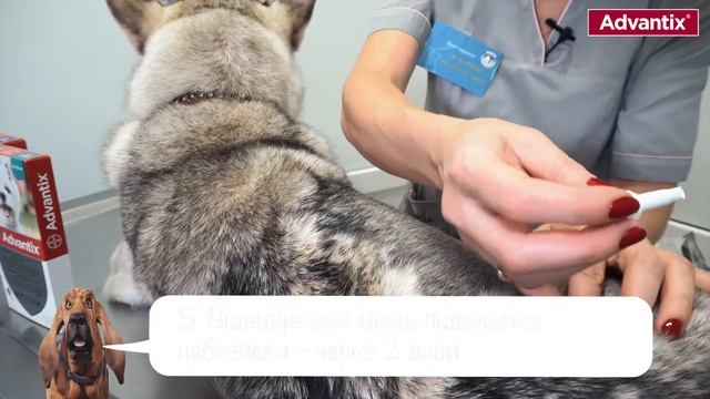 Як досягти максимального захисту від кліщів 10 порад ветеринара