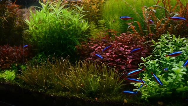 Cardinal tetra in dutch aquarium смотреть онлайн