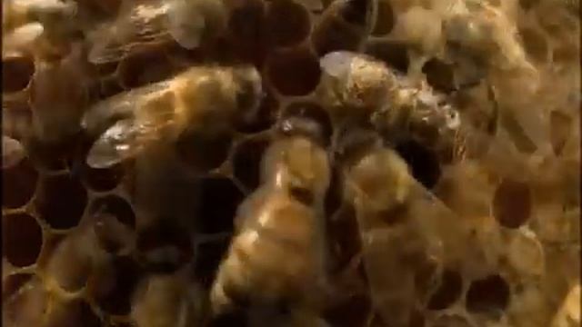 Royal Jelly смотреть онлайн