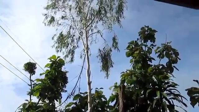 Free flying 200 lovebirds + 2 eclectus roratus in North-Thailand смотреть онлайн