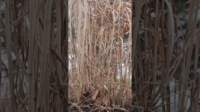 Cutting Down Ornamental Grasses.