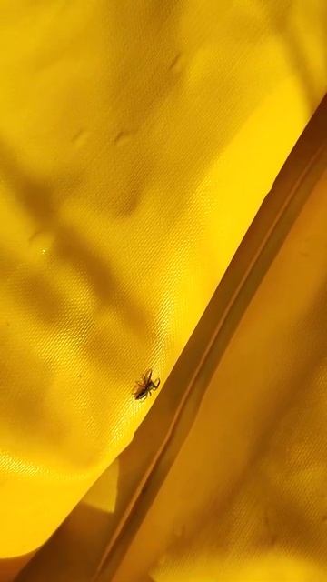 Паук похожий на клеща смотреть онлайн