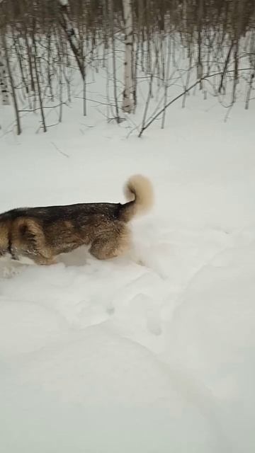 Красотка Умка смотреть онлайн