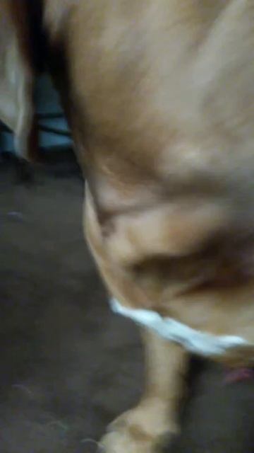 french mastiff rub down смотреть онлайн