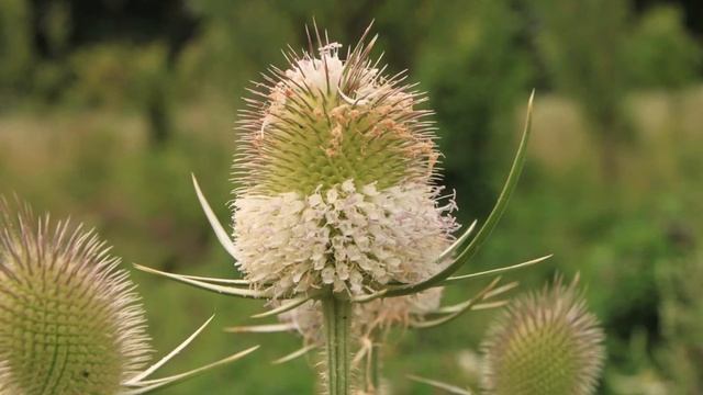 Teasel Root - Anti-inflammatory, Skin and Vision Care, Lyme Disease, Digestive Health смотреть онлайн