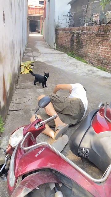 Smart cats save people ♥️🧸#cats #catlover #catvideos #smartcat #shorts смотреть онлайн