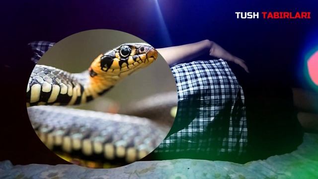Туш табири - Тушда Илон овози куриш смотреть онлайн