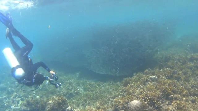 Diving in Bohol, Panglao, dive site Napaling смотреть онлайн