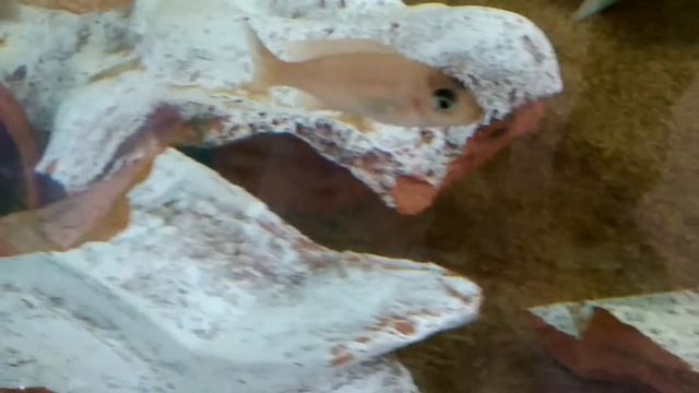 Меланохромис параллелус WF, утром был нерест смотреть онлайн