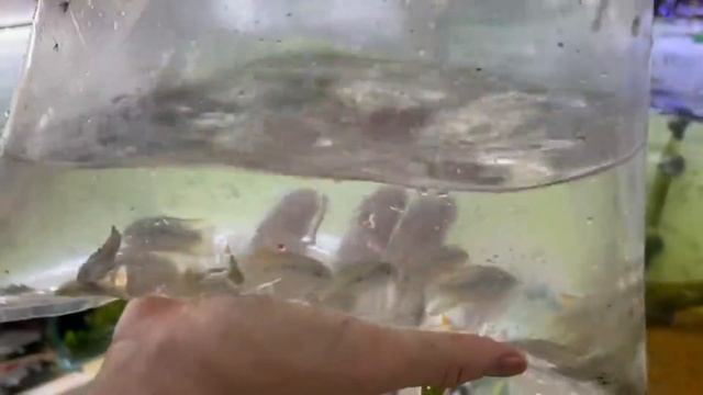 SEMANA DA BLACK FRIDAY! O MELHOR MOMENTO PARA COMPRAR É AGORA! PEIXES, PLANTAS E MUITO MAIS! смотреть онлайн