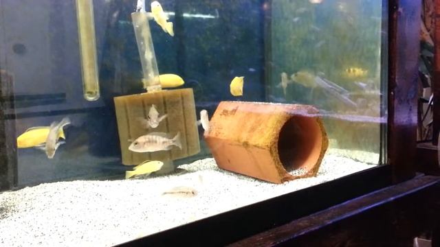 WC Aulonocara Stuartgranti Maleri(Chipoka)Sunshine смотреть онлайн