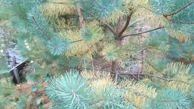 Прогулка по молодому сосновому лесу! Часть 2 смотреть онлайн
