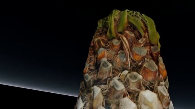 3d palm project part 1 смотреть онлайн