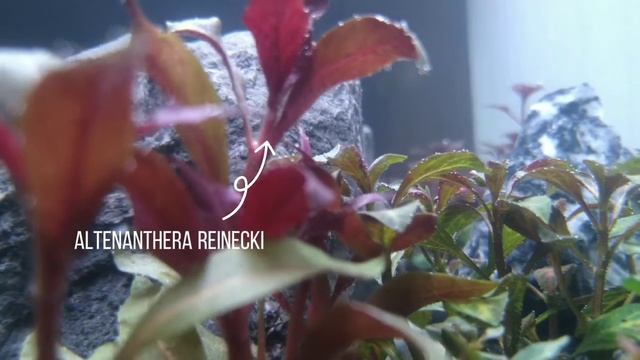 Update Tank 45x35x35 After Planting смотреть онлайн