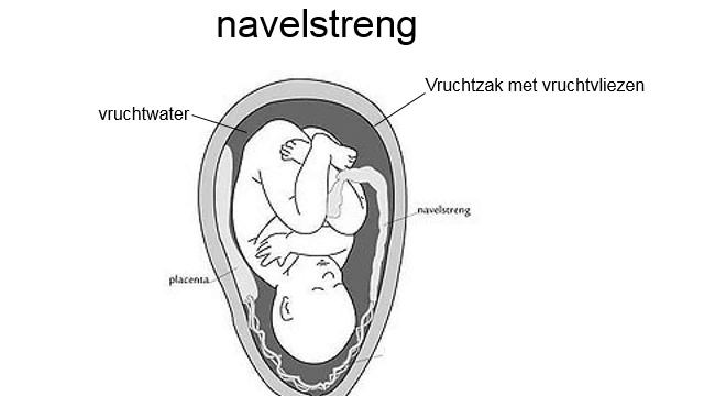 Van coitus tot geboorte смотреть онлайн