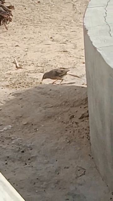 Natural Videography #shorts  #luckeydil_photography #photography #photographer #wildlife