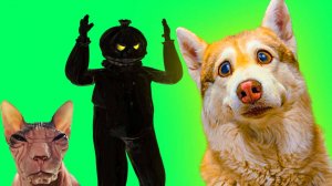 МОНСТР ИКШУДАЛО ЖИВ! МЫ НАШЛИ ЕГО!! Хаски Бублик Говорящая собака