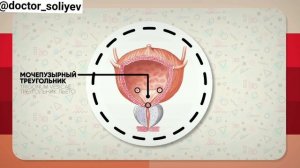 Анатомия Мочевого пузыря