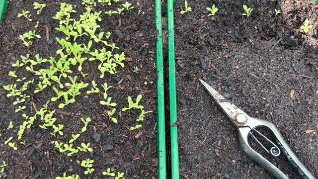 April tour of the flower farm - sunny Saturday lots to do x смотреть онлайн