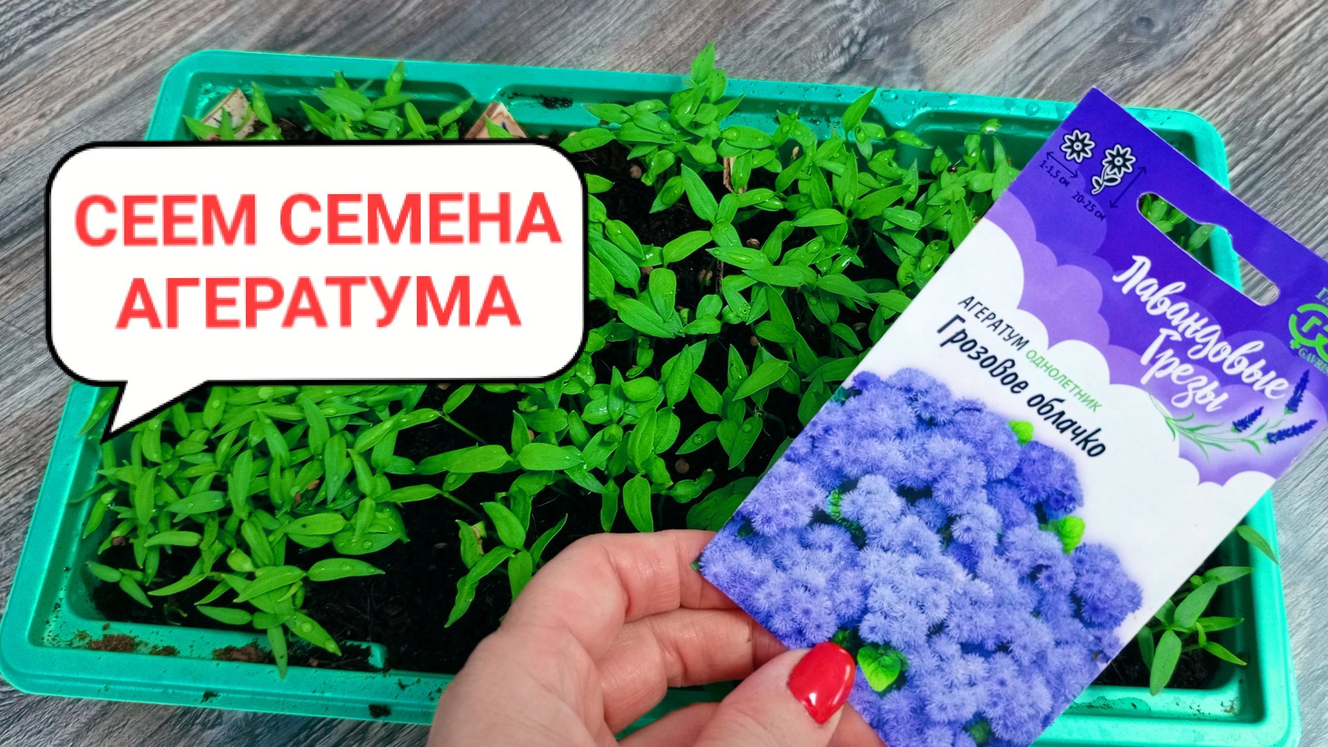 Сеем семена АГЕРАТУМА. Рассада пошагово смотреть онлайн