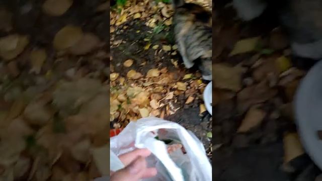 5 часть. Кормим бездомных животных. смотреть онлайн