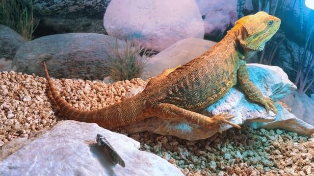Целый День с Питомцами