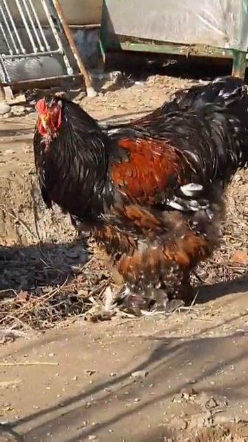 Cochin portselyan Порцелян Кохинхин #chicken #tovuqlar #куры #товук #cochin смотреть онлайн