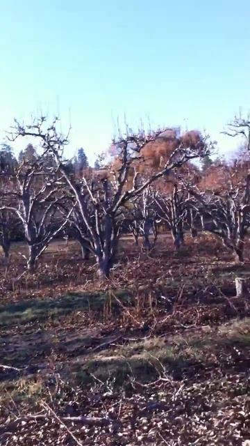 Pear orchard trees Barthlett & Anjou смотреть онлайн