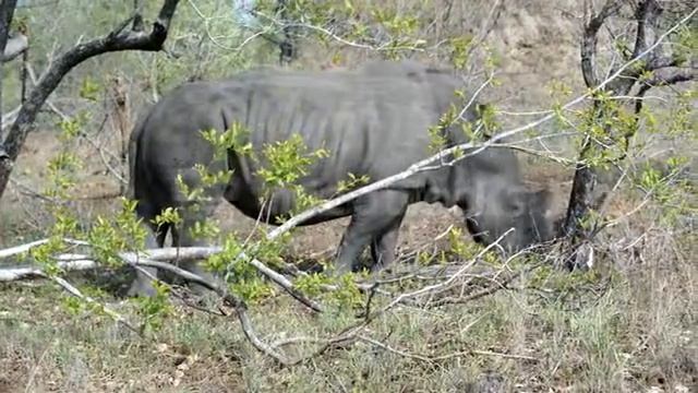 RHINO WALKING AND EATING GRASS IN KRUGER NATIONAL PARK SOUTH AFRICA VDIG8E NG смотреть онлайн