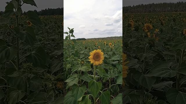 Ціна на соняшник в серпні 2022 року смотреть онлайн