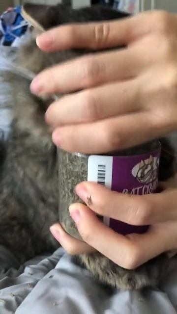 Сумасшедшая кошка смотреть онлайн