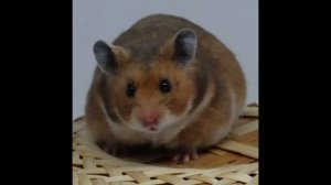 Сирийский хомячок