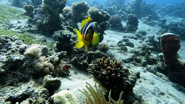 Diving in Aqaba, Jordan (Day 2) смотреть онлайн